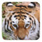 Tiger Markings  Stickers