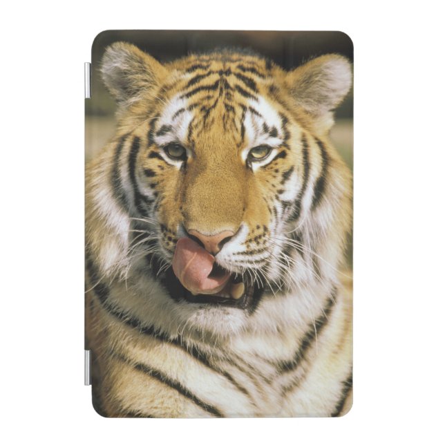 Tiger Michigan Zoo iPad Mini Cover (Front)