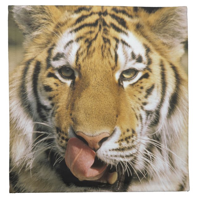 Tiger Michigan Zoo Napkin (Front)