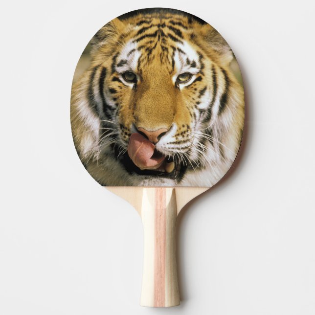 Tiger Michigan Zoo Ping-Pong Paddle (Front)