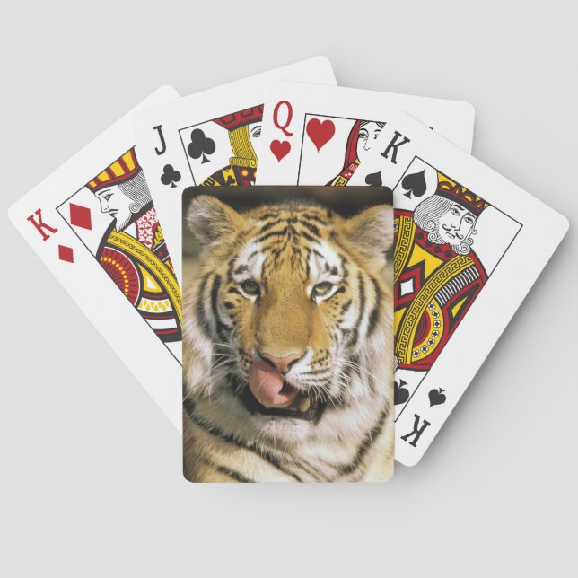 Tiger Michigan Zoo Poker Cards (Back)