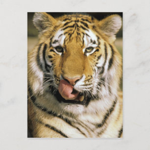 Tiger Michigan Zoo Postcard