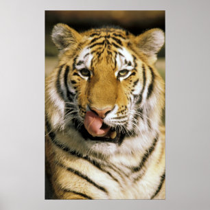 Tiger Michigan Zoo Poster