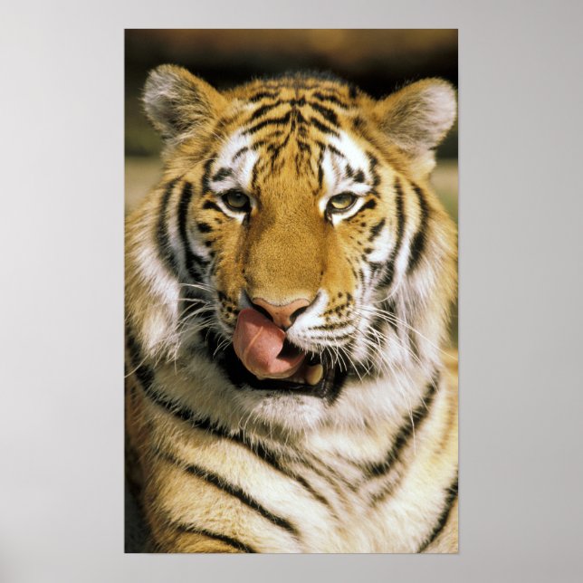 Tiger Michigan Zoo Poster (Front)