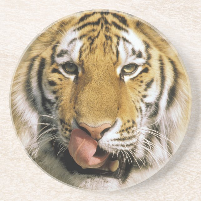Tiger Michigan Zoo Sandstone Coaster (Front)