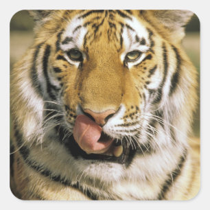 Tiger Michigan Zoo Square Sticker
