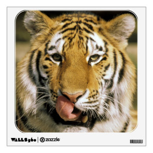 Tiger Michigan Zoo Wall Sticker