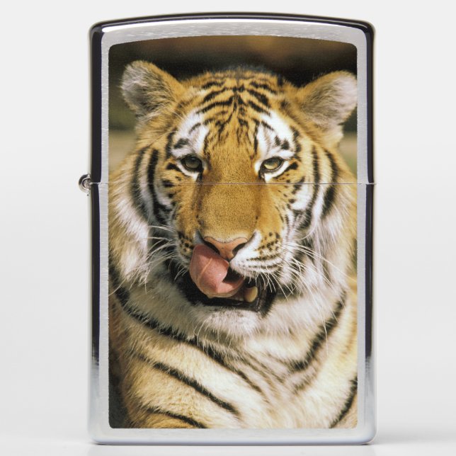 Tiger Michigan Zoo Zippo Lighter (Front)
