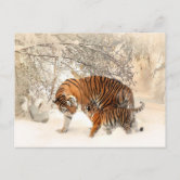 Adorable Baby Tiger Cub on White Postcard | Zazzle