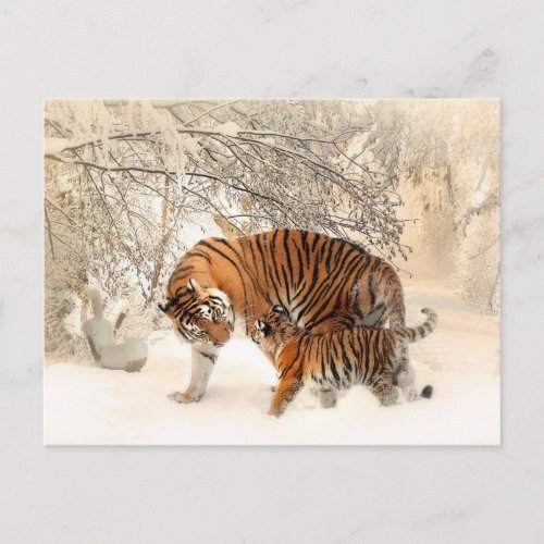 tiger mom and baby postcard