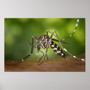 Tiger mosquito poster
