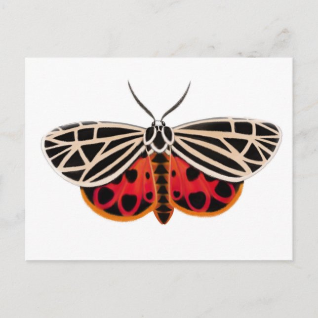 Tiger Moth Postcard (Front)
