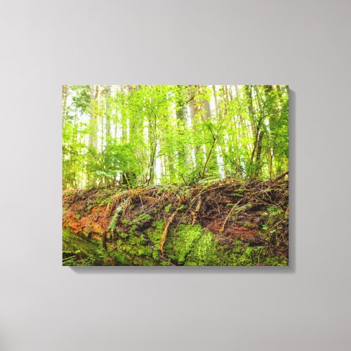 Tiger Mountain  Issaquah Washington State Canvas Print