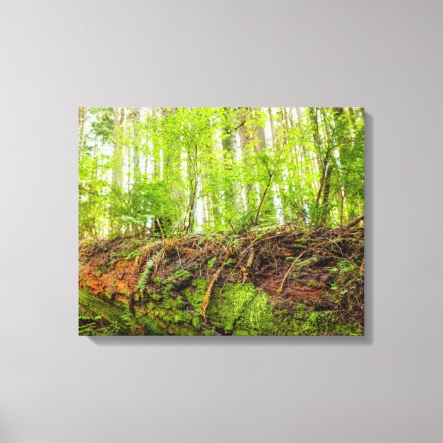 Tiger Mountain | Issaquah, Washington State Canvas Print (Front)