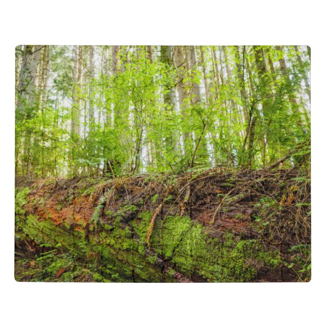 Tiger Mountain | Issaquah, Washington State Jigsaw Puzzle (Puzzle Horizontal)