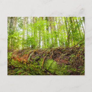 Tiger Mountain   Issaquah, Washington State Postcard