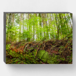 Tiger Mountain Issaquah, Washington State Wooden Box Sign