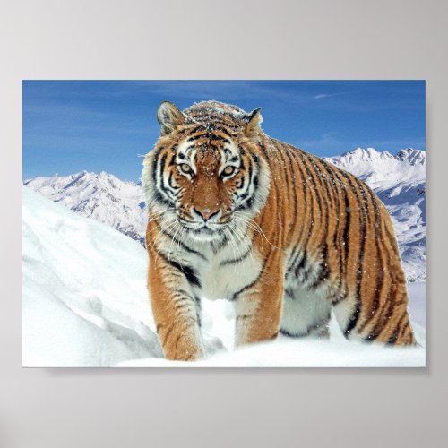 Tiger Mountains Nature Winter Photo Snow Print