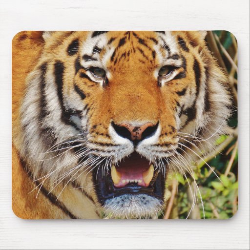 Tiger Mouse Pad | Zazzle