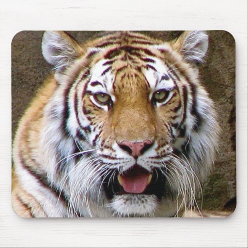 Tiger Mouse Pad | Zazzle