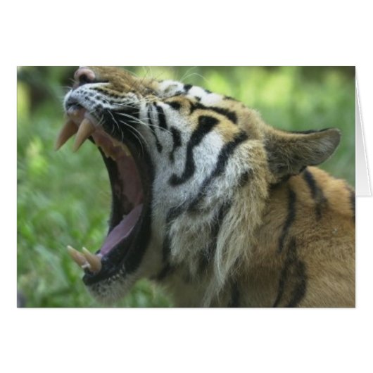 Tiger mouth cards (Front Horizontal)
