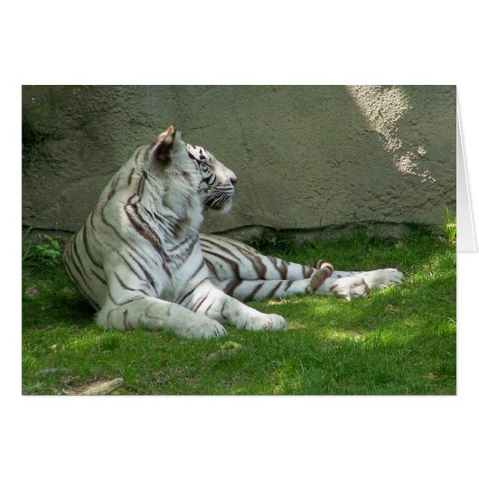 Tiger n' Grass Cards (Front Horizontal)