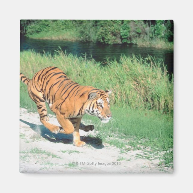 Tiger on path magnet (Front)