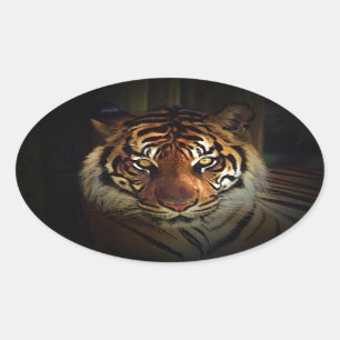 Tiger Oval Sticker