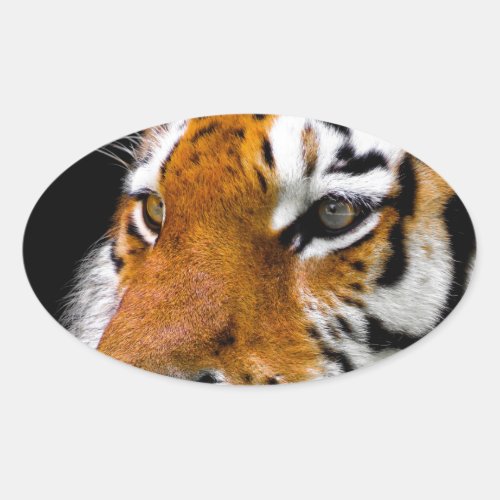 Tiger Oval Sticker
