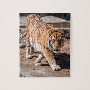 Tiger pacing jigsaw puzzle