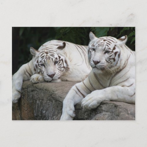 Tiger Pair Postcard