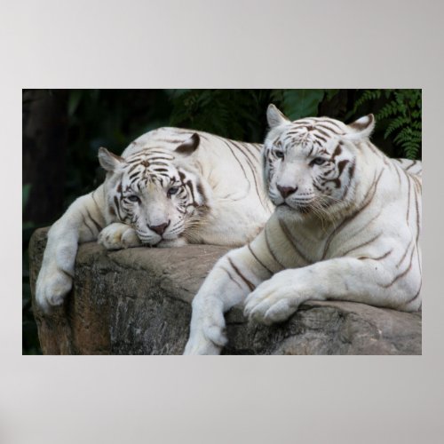 Tiger pair poster
