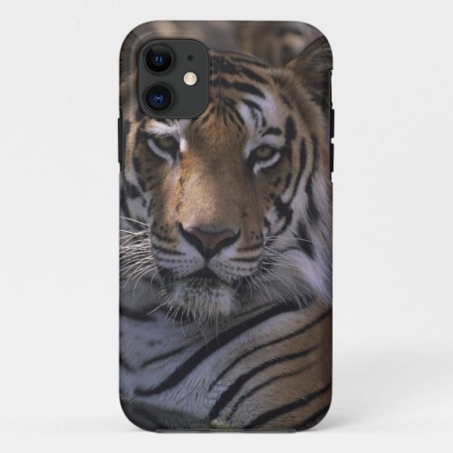 Tiger Panthera tigris close_up of head iPhone 11 Case