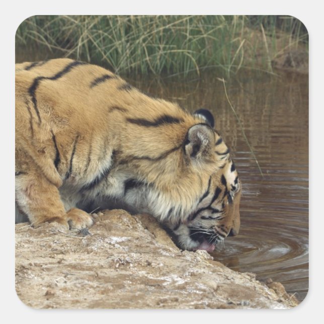Tiger (Panthera tigris) lapping water up from a Square Sticker (Front)
