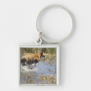 Tiger (Panthera tigris) running through water. Keychain