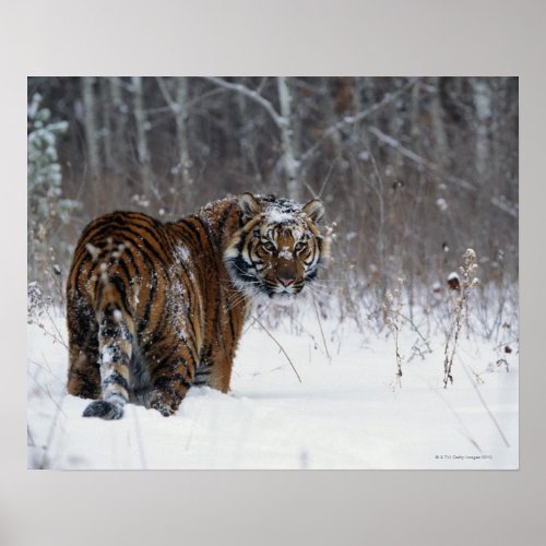 Tiger Panthera tigris standing in deep snow Poster