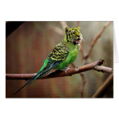 Tiger Parakeet (Front Horizontal)