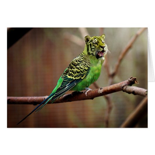 Tiger Parakeet Cards (Front Horizontal)