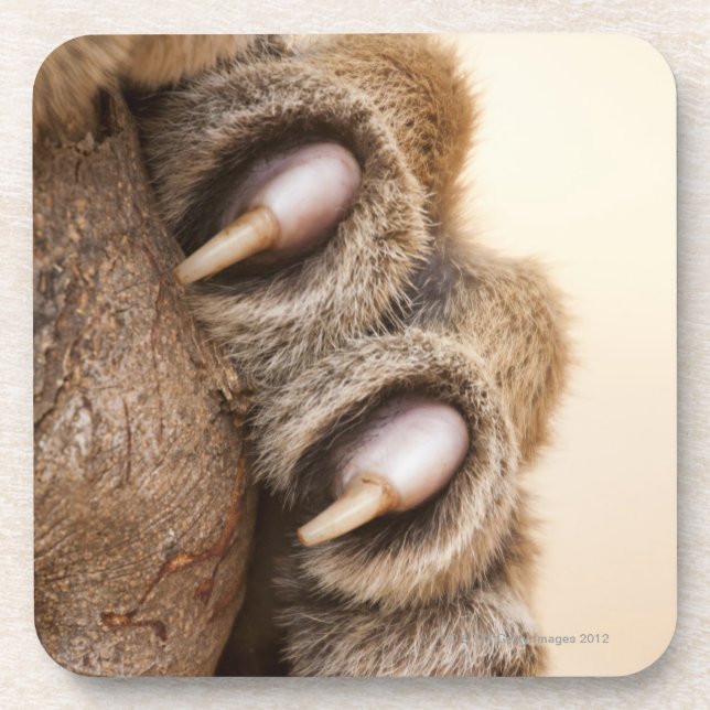 Tiger paw beverage coaster (Front)
