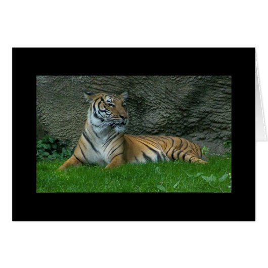 Tiger Paws Cards (Front Horizontal)