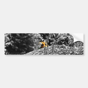 Tiger Peek-a-boo Bumper Sticker