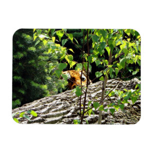 Tiger Peek-a-boo Flexible Magnet