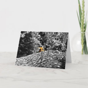 Tiger Peek-a-boo Greeting Card