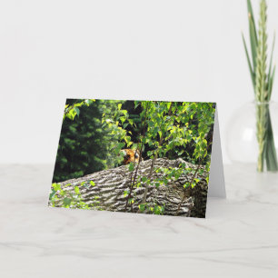 Tiger Peek-a-boo Greeting Card