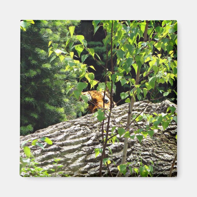 Tiger Peek-a-boo Magnet (Front)