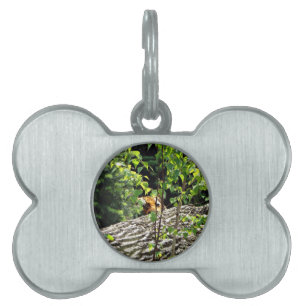 Tiger Peek-a-boo Pet Tag