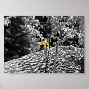 Tiger Peek-a-boo Poster 7x5