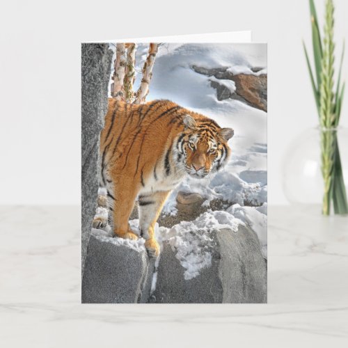 Tiger Peek Card