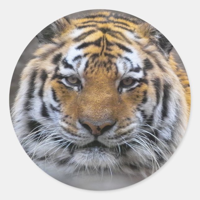 Tiger Photo Fog Close Sticker (Front)