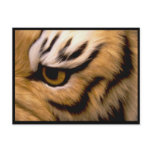 Tiger Photo Postcard